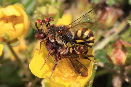 Réf. 230 512 : Nomada sp.